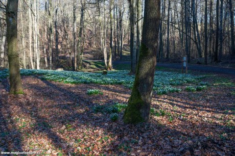 Poklady louky Bledulíny - Foto Jaroslava Jechová 0326 (3)