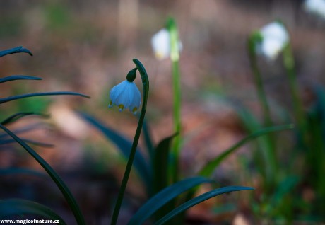 Poklady louky Bledulíny - Foto Jaroslava Jechová 0326 (4)