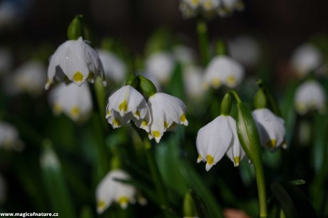 Poklady louky Bledulíny - Foto Jaroslava Jechová 0326 (5)