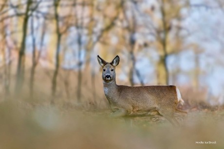 Srnečka - Foto Monika Suržinová 0326