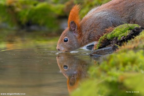 Zrcadlení - veverka má žízeň - Foto Monika Suržinová 0326