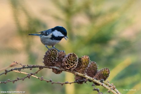 Sýkora uhelníček - Foto Monika Suržinová 0326