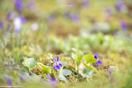 Jaro - Foto Jana Vondráčková 0326 (3)