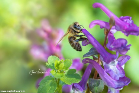 Nektar láká - Foto Jana Vondráčková 0426
