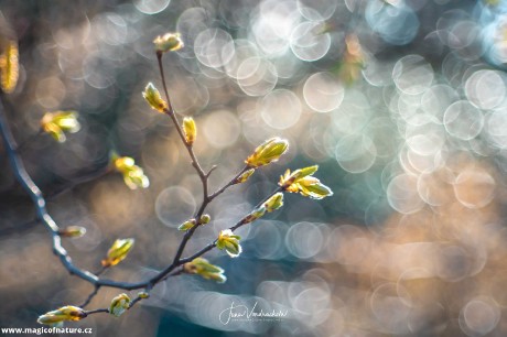 Už se to blíží - Foto Jana Vondráčková 0326