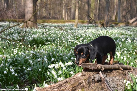Jmenuji se Benny - Foto Marie Vykydalová 0326 (3)