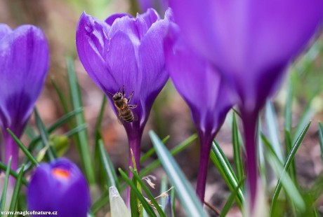 Jarní zahrádka - Foto Jaroslava Jechová 0326 (1)