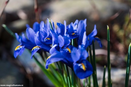 Jarní zahrádka - Foto Jaroslava Jechová 0326 (2)