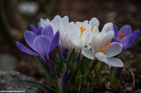 Jarní zahrádka - Foto Jaroslava Jechová 0326 (3)