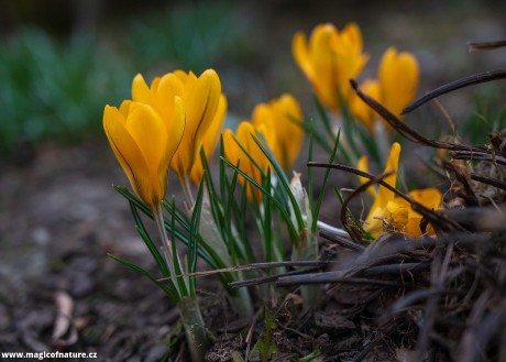 Jarní zahrádka - Foto Jaroslava Jechová 0326 (6)