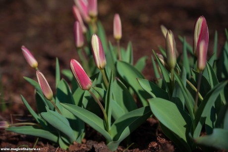 Jarní zahrádka - Foto Jaroslava Jechová 0326 (11)