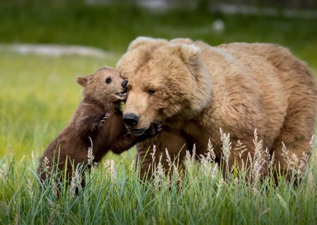 Aljašští grizzlyové - Foto Ladislav Hanousek 0925 (2)