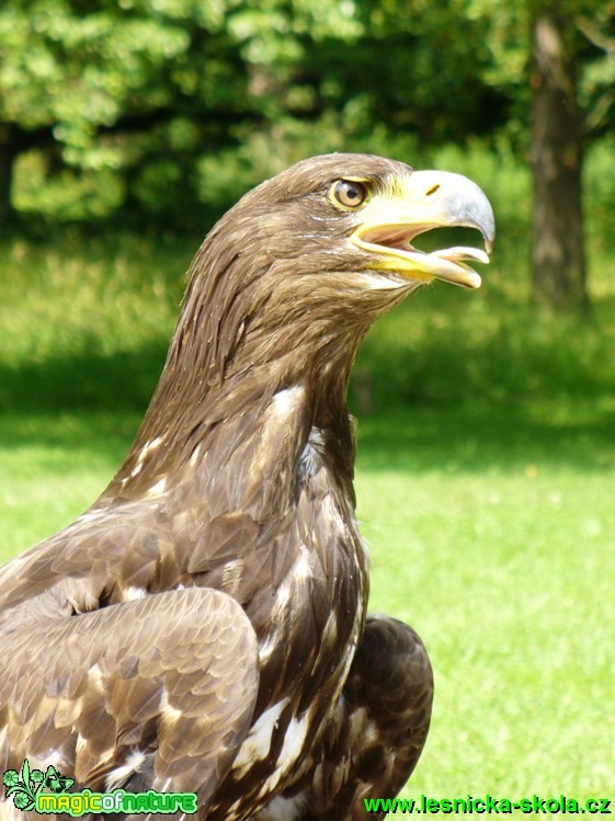 Mladý orel mořský - Haliaeetus albicilla - Foto Michaela Knoppová