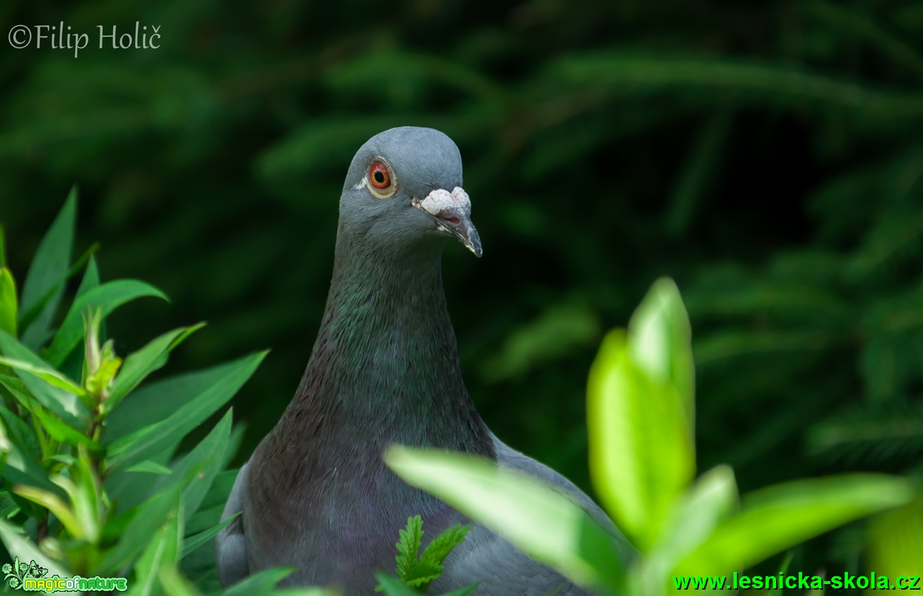 Holub skalní - Columba livia -  Foto Filip Holič