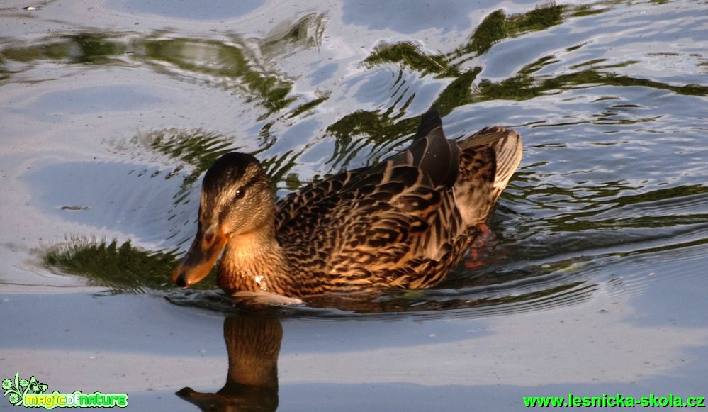 Kachna Divoká - Anas platyrhynchos - Foto - Karel Kříž (2)