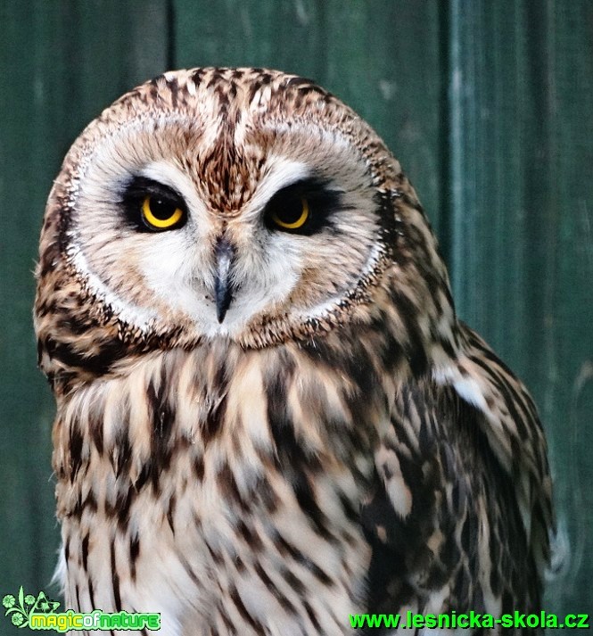 Kalous pustovka  - Asio flammeus - Foto- Karel Kříž