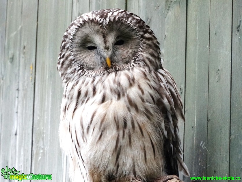 Puštík bělavý - Strix uralensis - Foto Karel Kříž