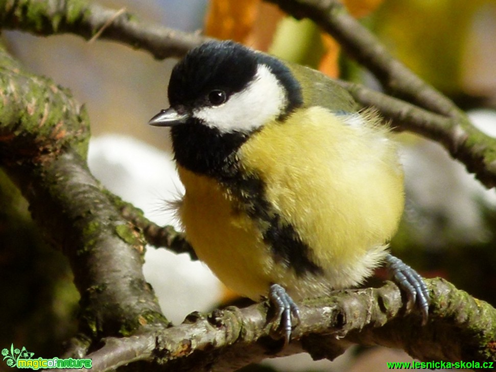 Sýkora koňadra - Parus major - Foto Lukáš Málek