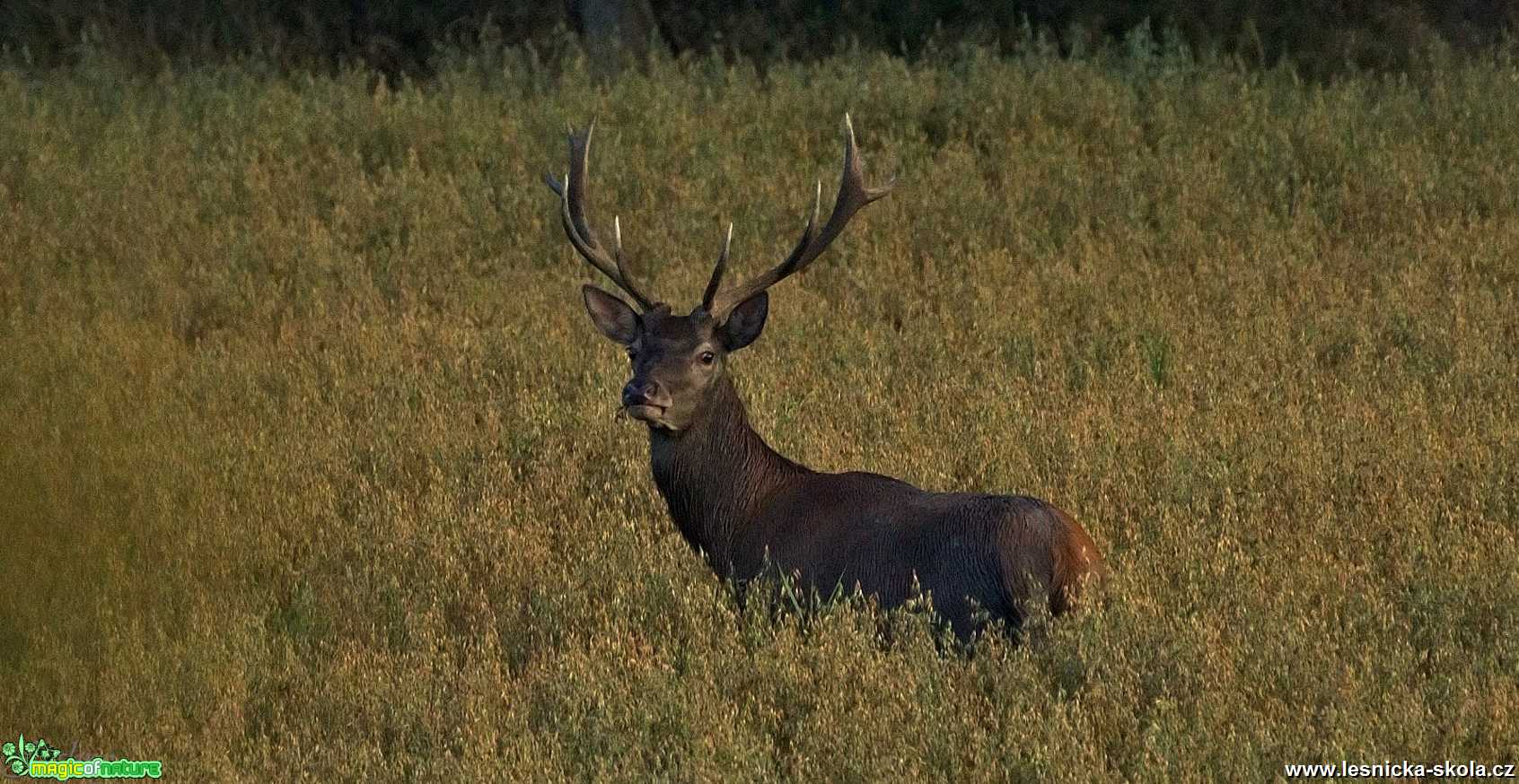 Jelen - Foto Lukáš Zahrádka 1219