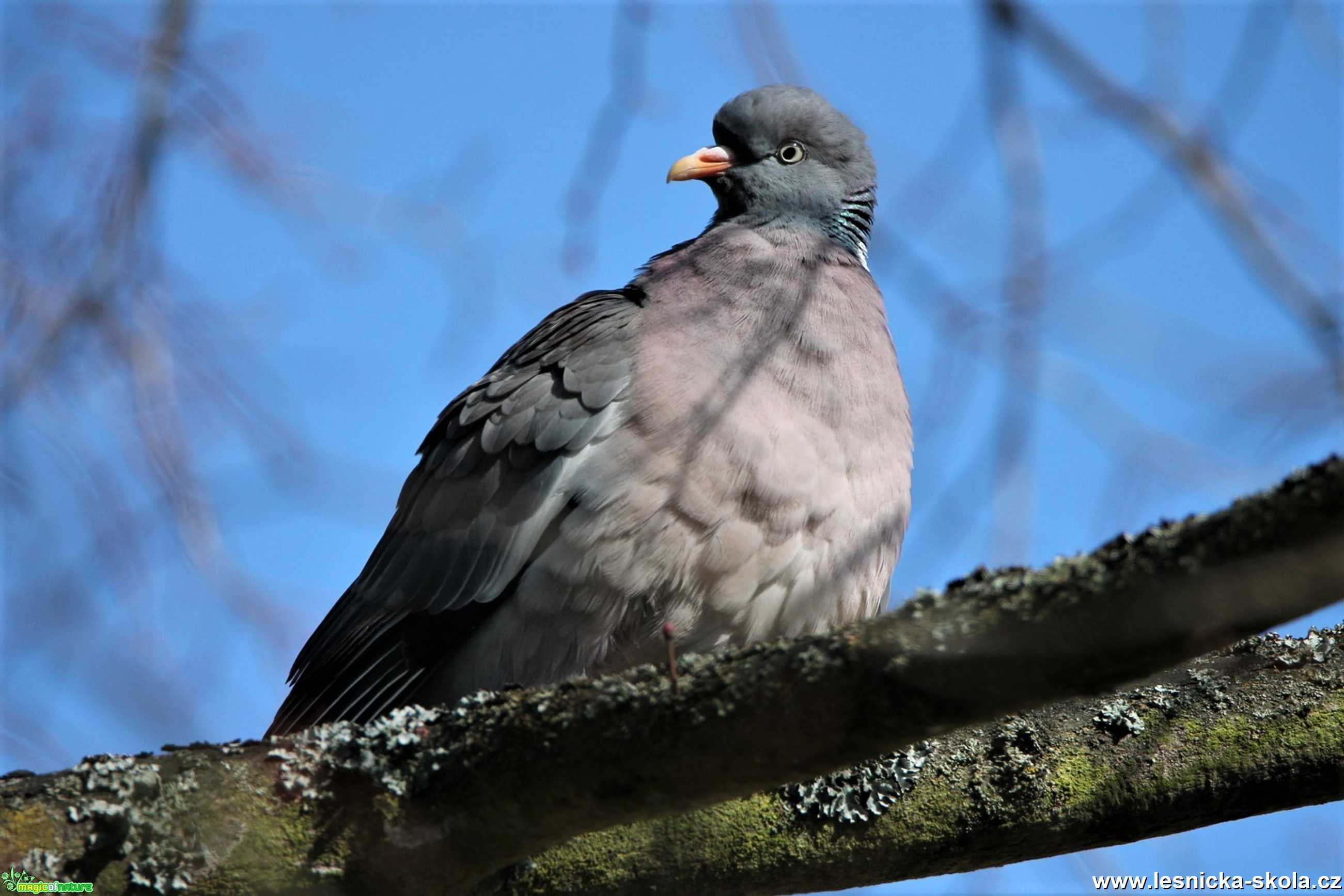 Holub hřivnáč - Columba palumbus - Foto František Novotný 0220 (2)