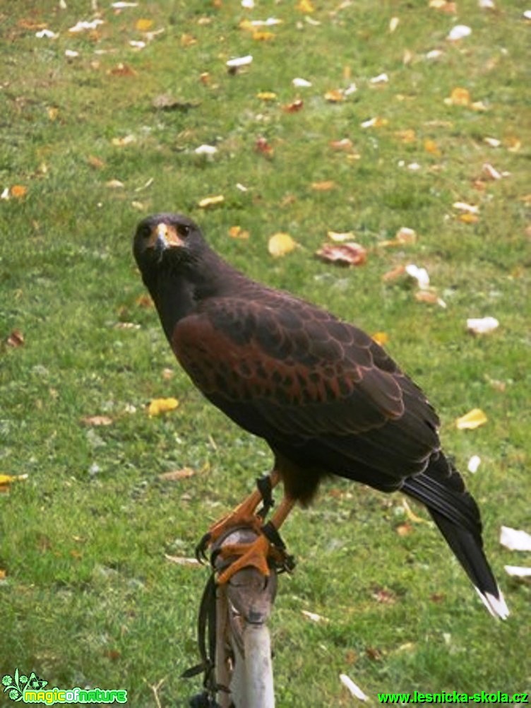 Káně Harrisovo - Parabuteo unicinctus - Foto Vojtěch Mejsnar