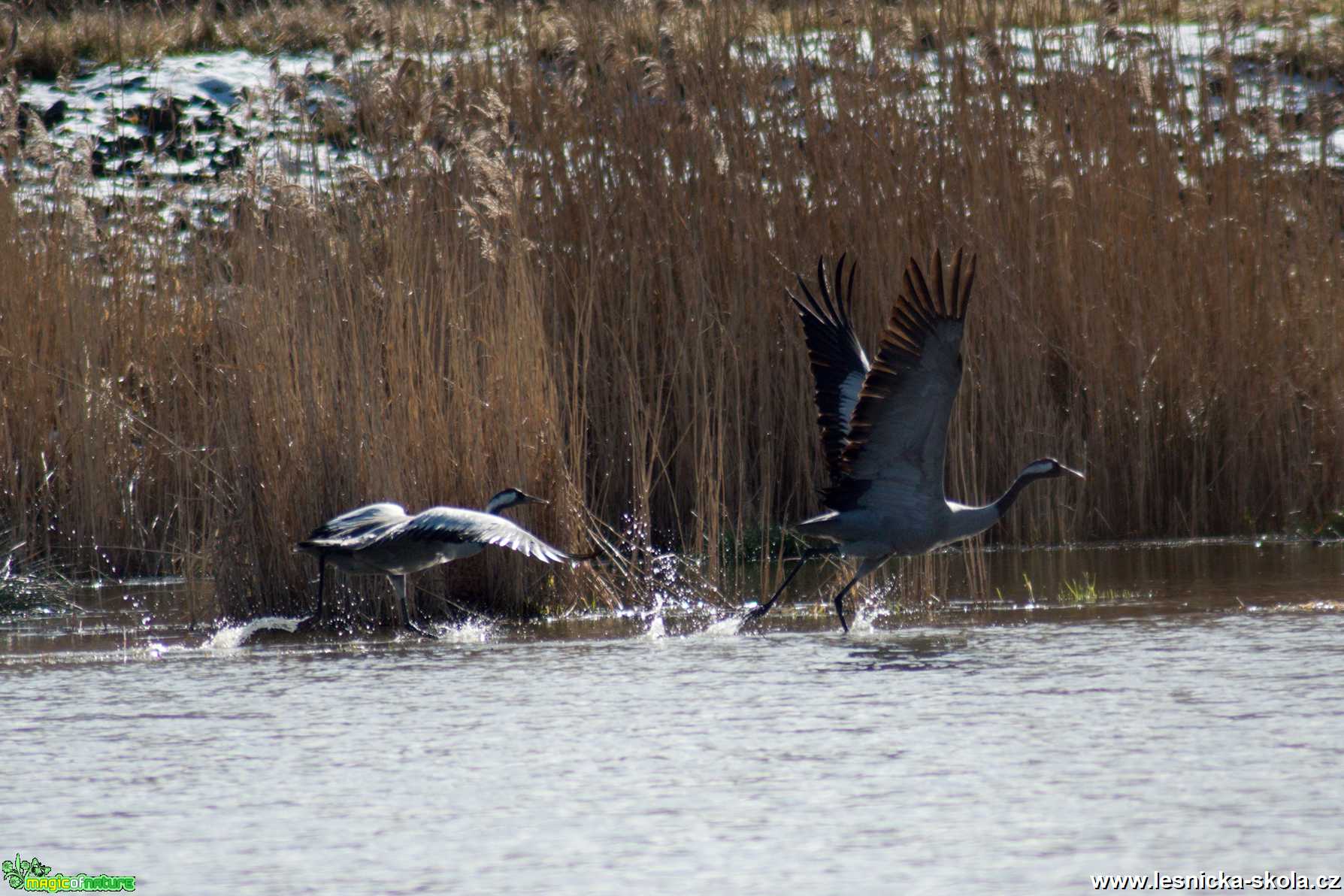 Jeřáb popelavý - Grus grus - Foto Marie Žďánská 0520 (4)