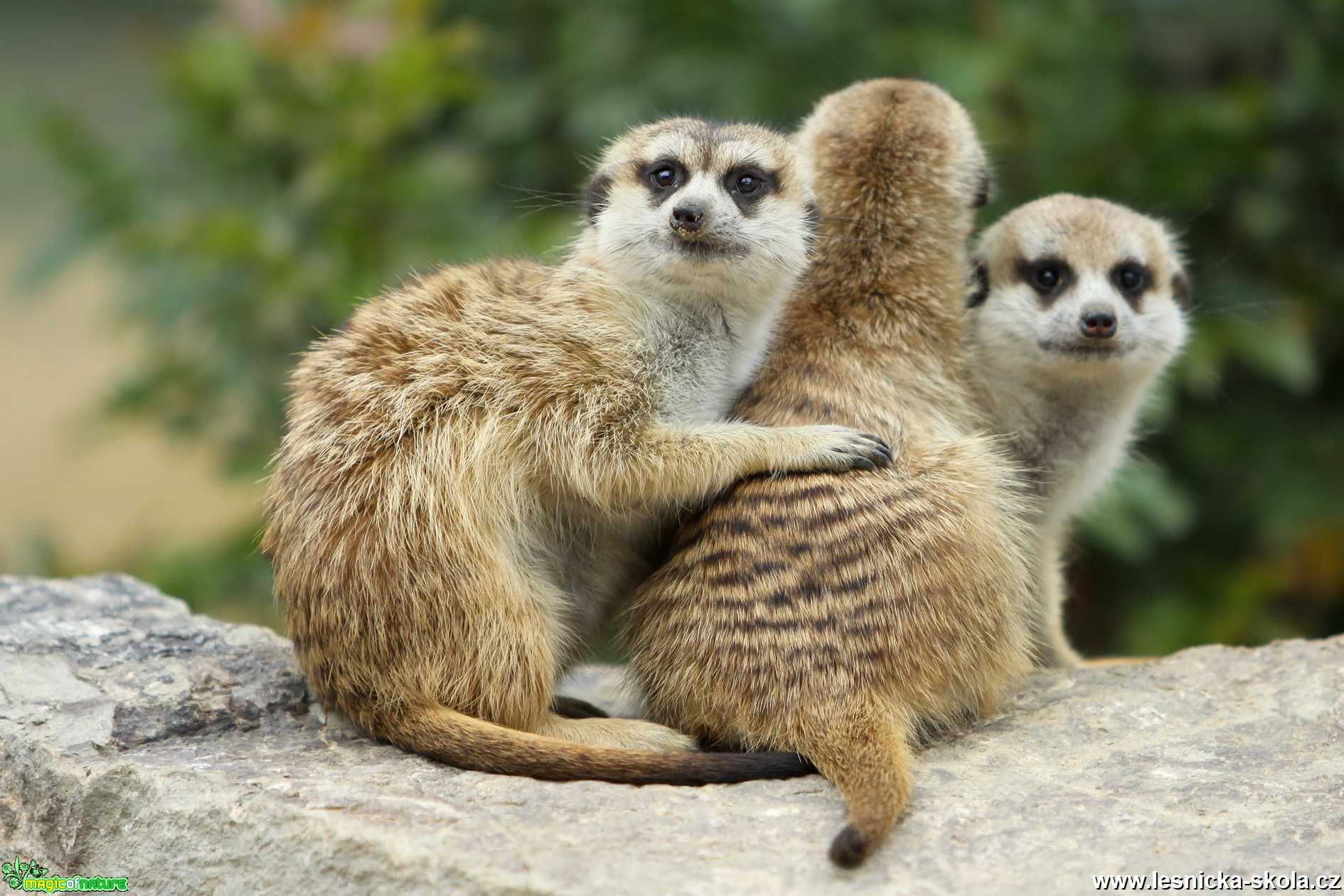 ZOO Ústí nad Labem - Surikaty - Foto Angelika Špicarová 1020