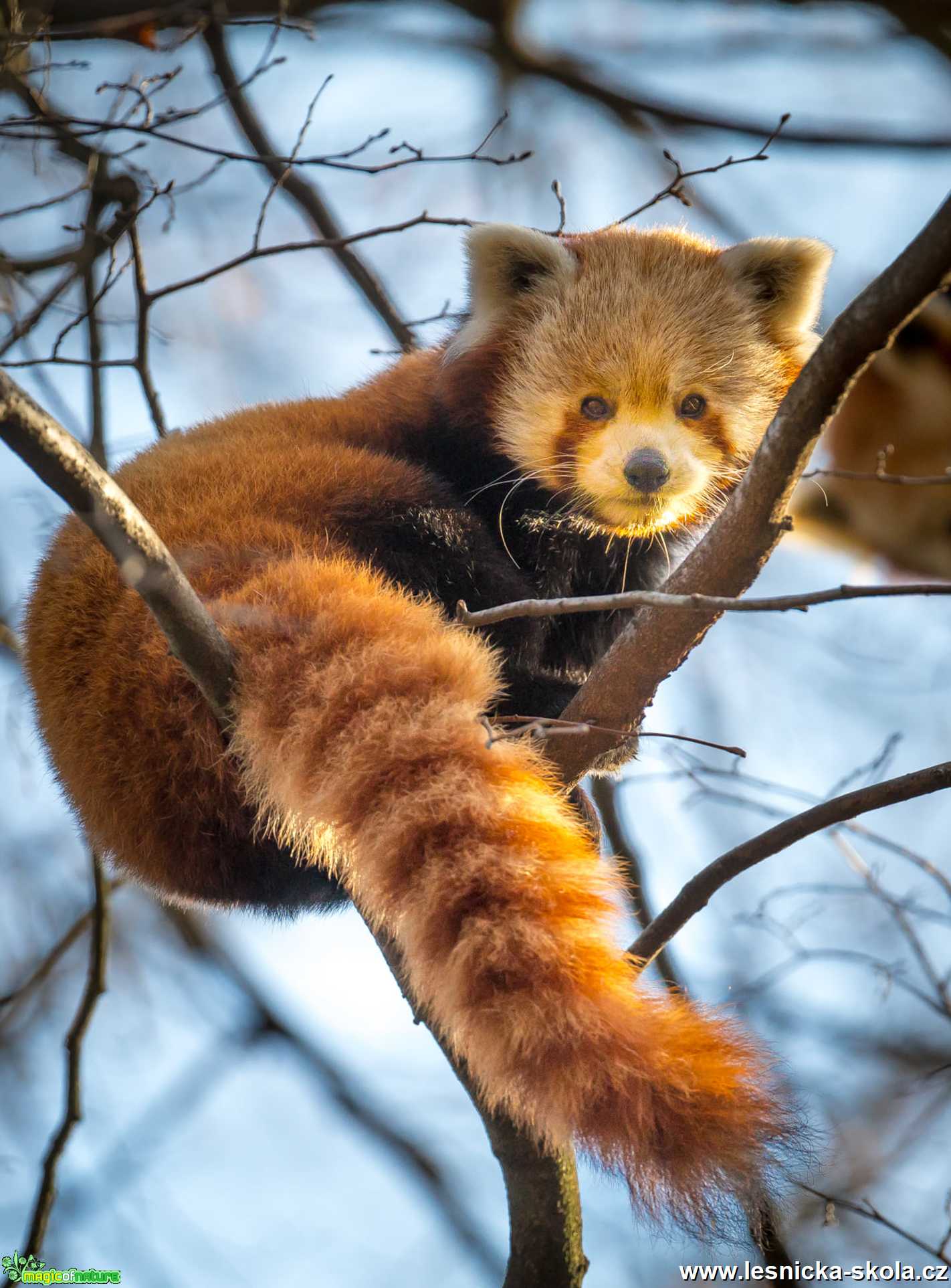 Panda v zimní zoo - Foto Ladislav Hanousek 0121