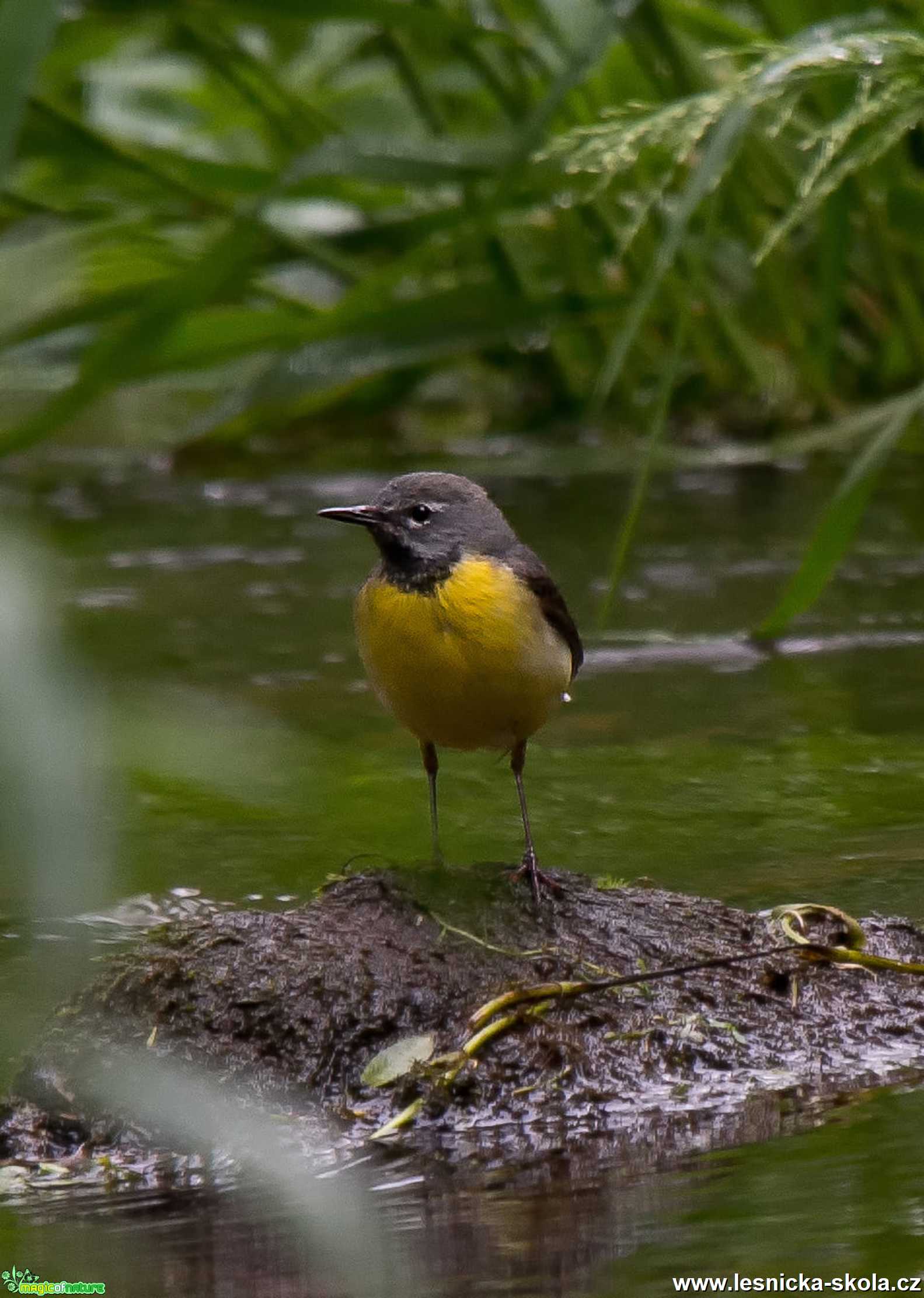 Konipas hoský - Motacilla cinerea - Foto Zbyněk Tomek 0920