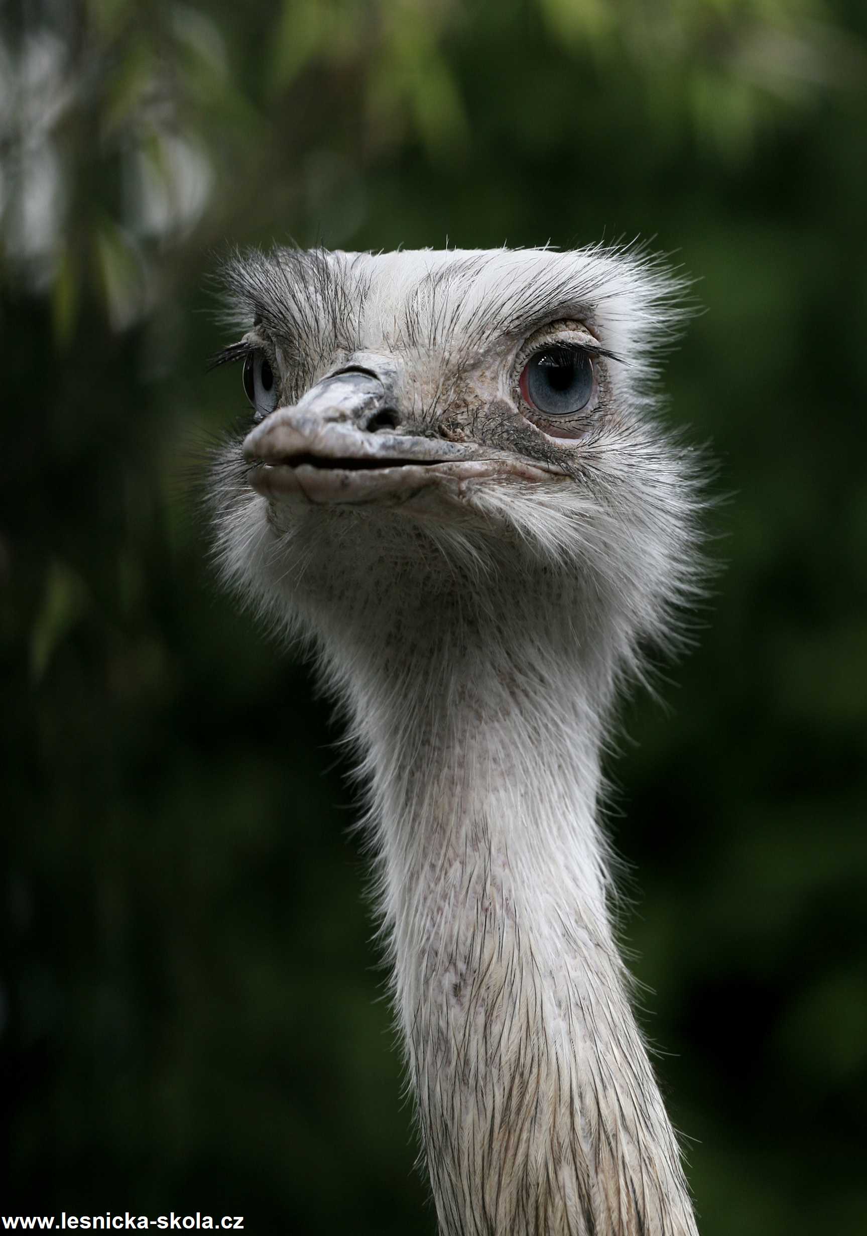 ZOO Chleby - Nandu pampový - Foto Angelika Špicarová 0222