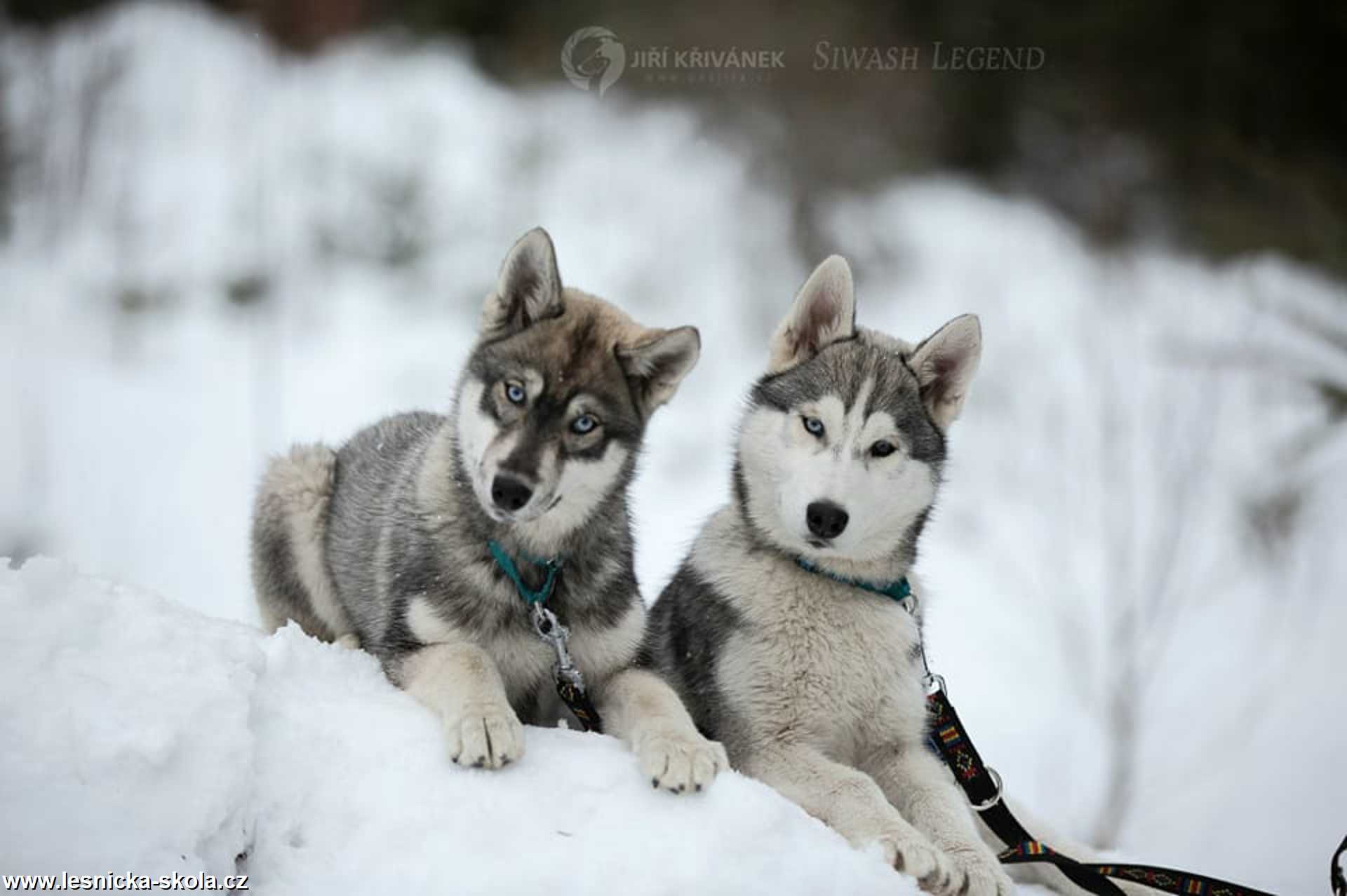 Severští princové na sněhu - Foto Jiří Křivánek 0322 (2)