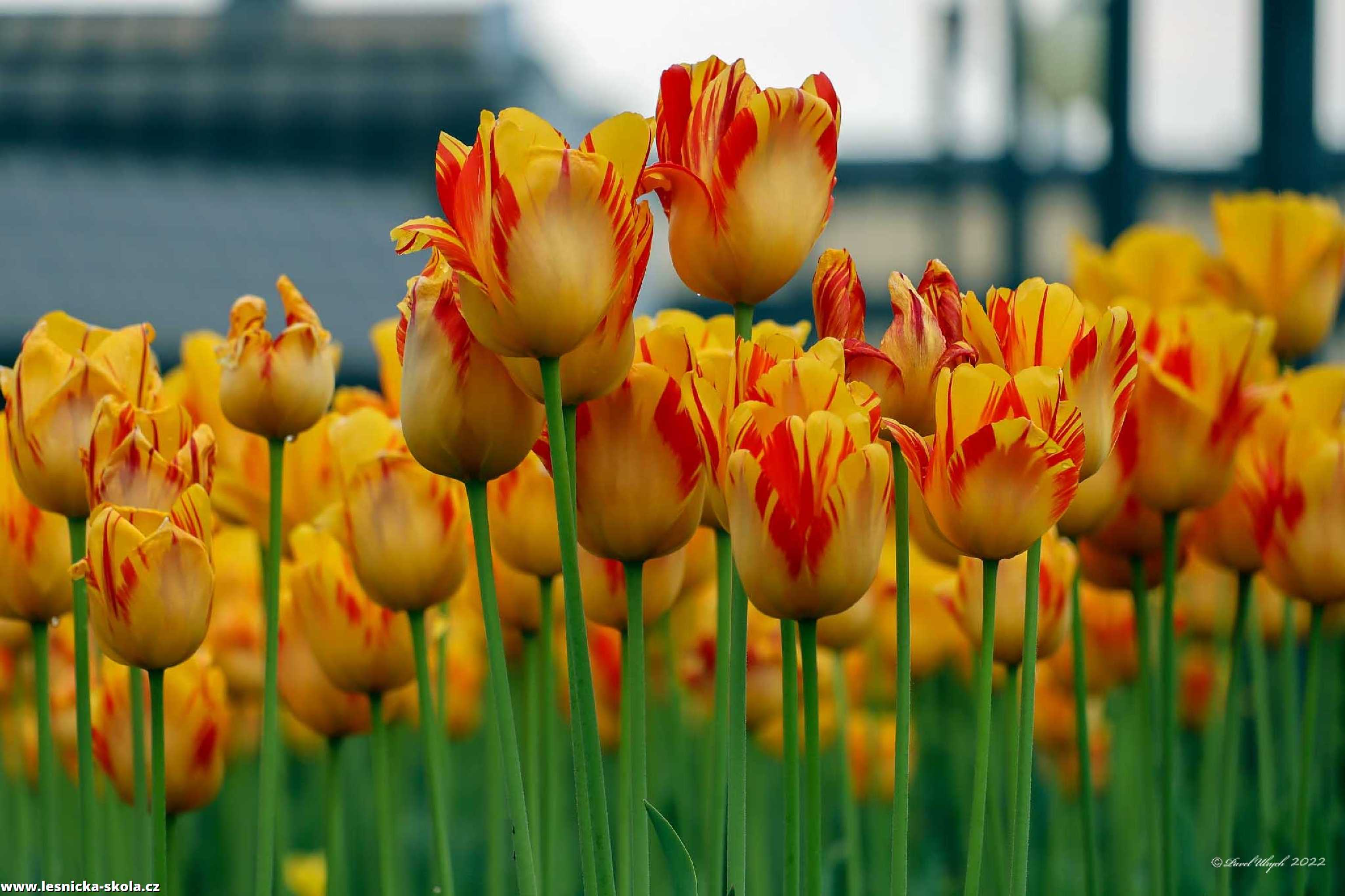 Tulipány - Foto Pavel Ulrych 0522