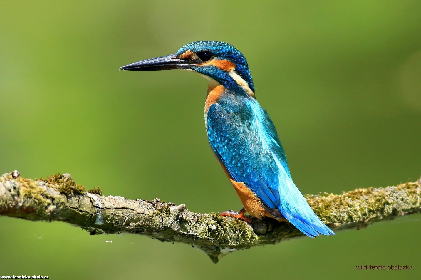 Ledňáček říční - Alcedo atthis - Foto Pavel Balazka 0422