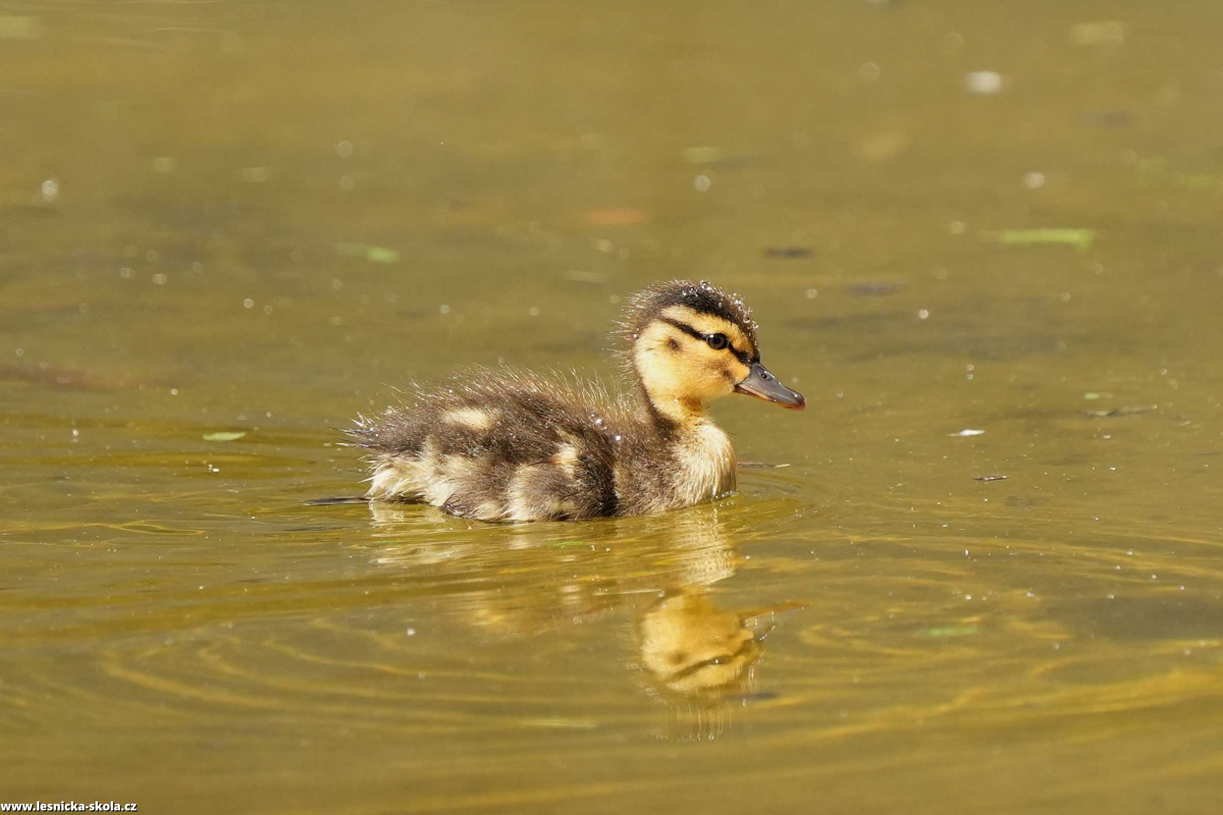 Kachna divoká - Anas platyrhynchos - kachně - Foto Irena Wenischová 0622