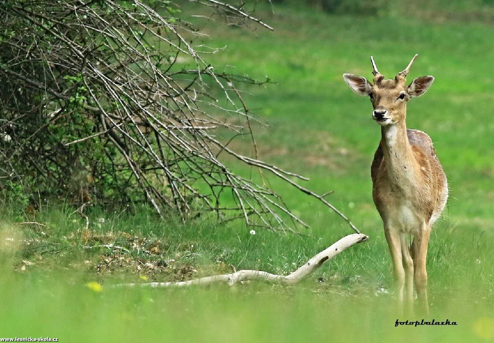 Mladí daňci - Foto Pavel Balazka 0522 (2)