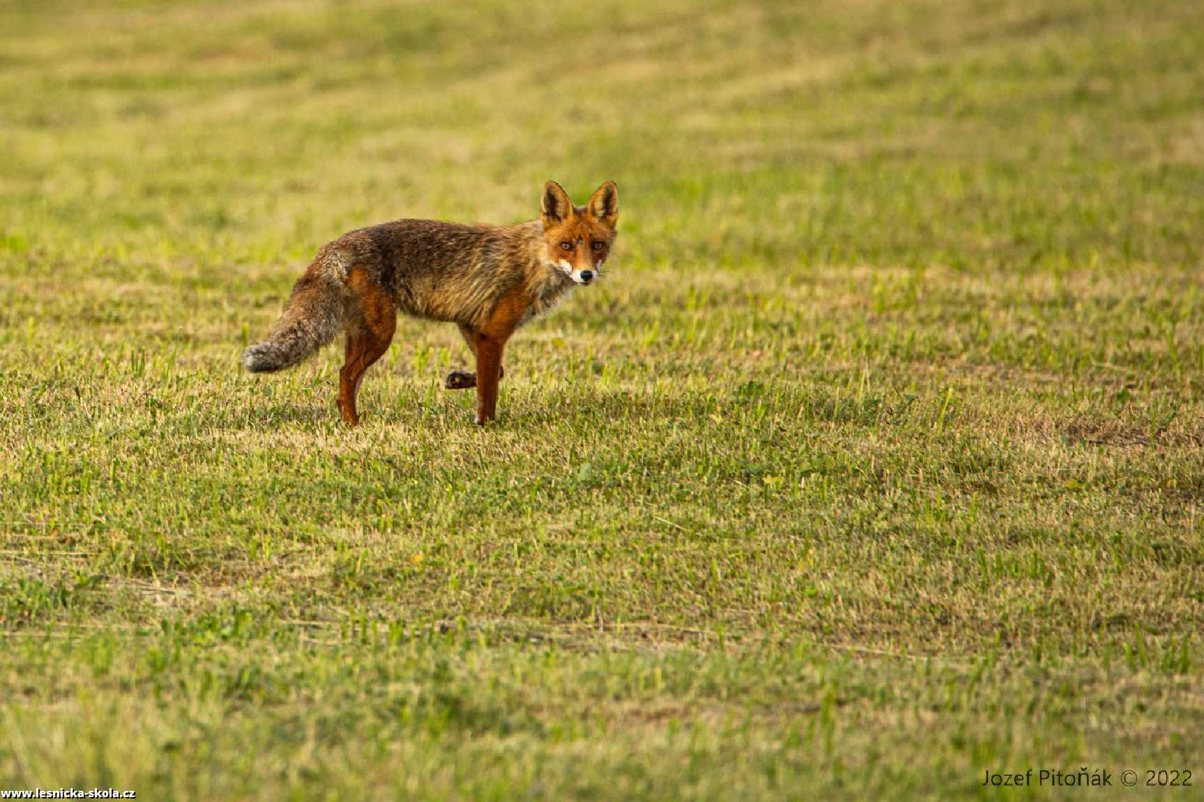 Liška obecná - Vulpes vulpes - Foto Jozef Pitoňák 0722 (1)