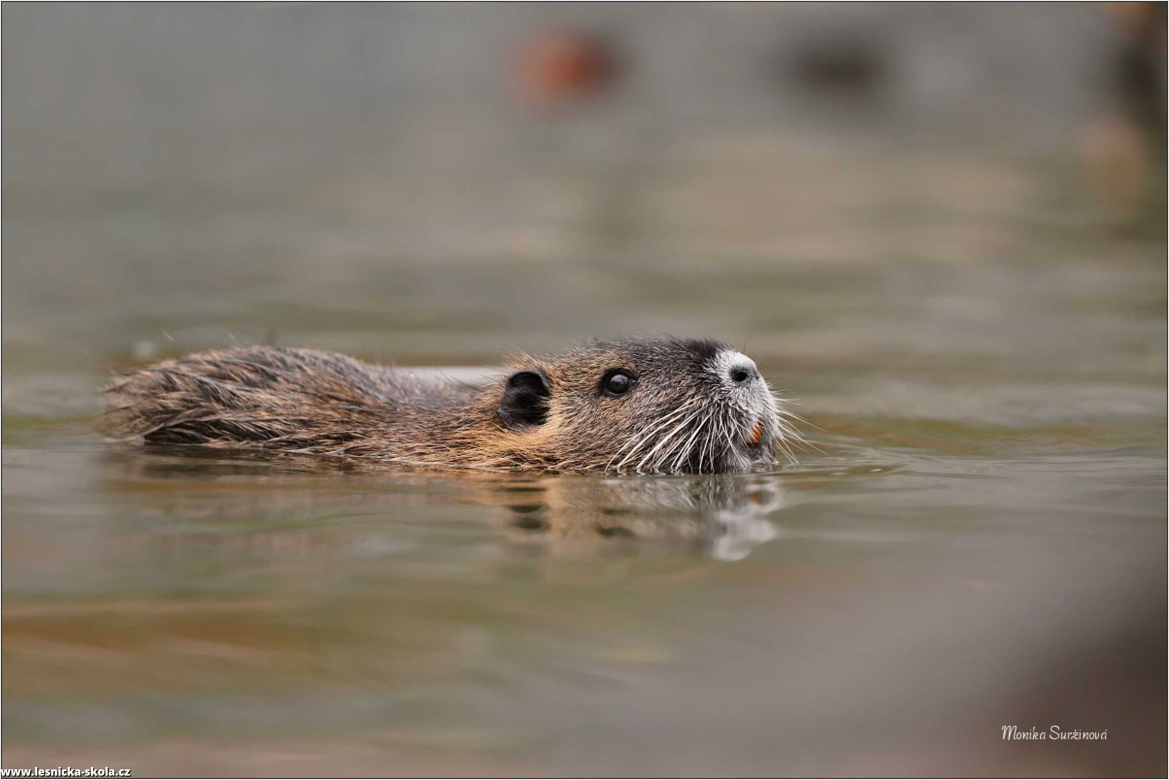 Nutrie říční - Myocastor coypus - Foto Monika Suržinová 1122 (2)