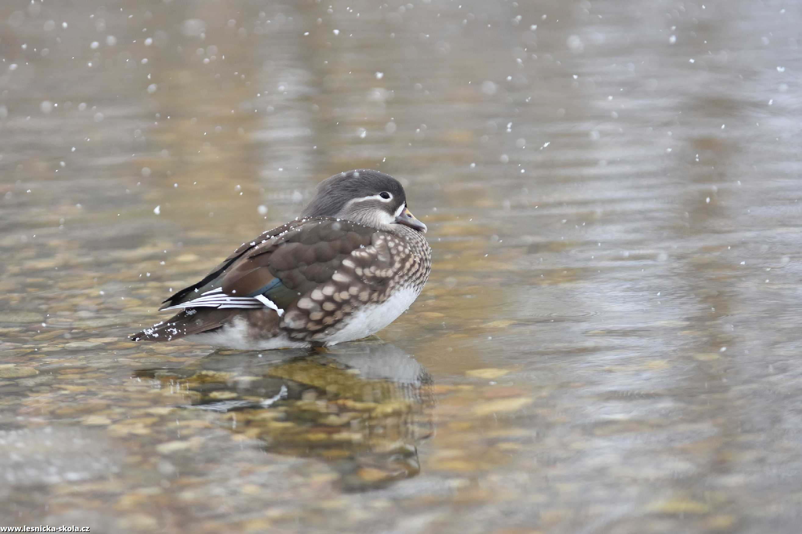 Kachničky mandarínské - Aix galericulata - Foto Marie Vykydalová 0223 (3)