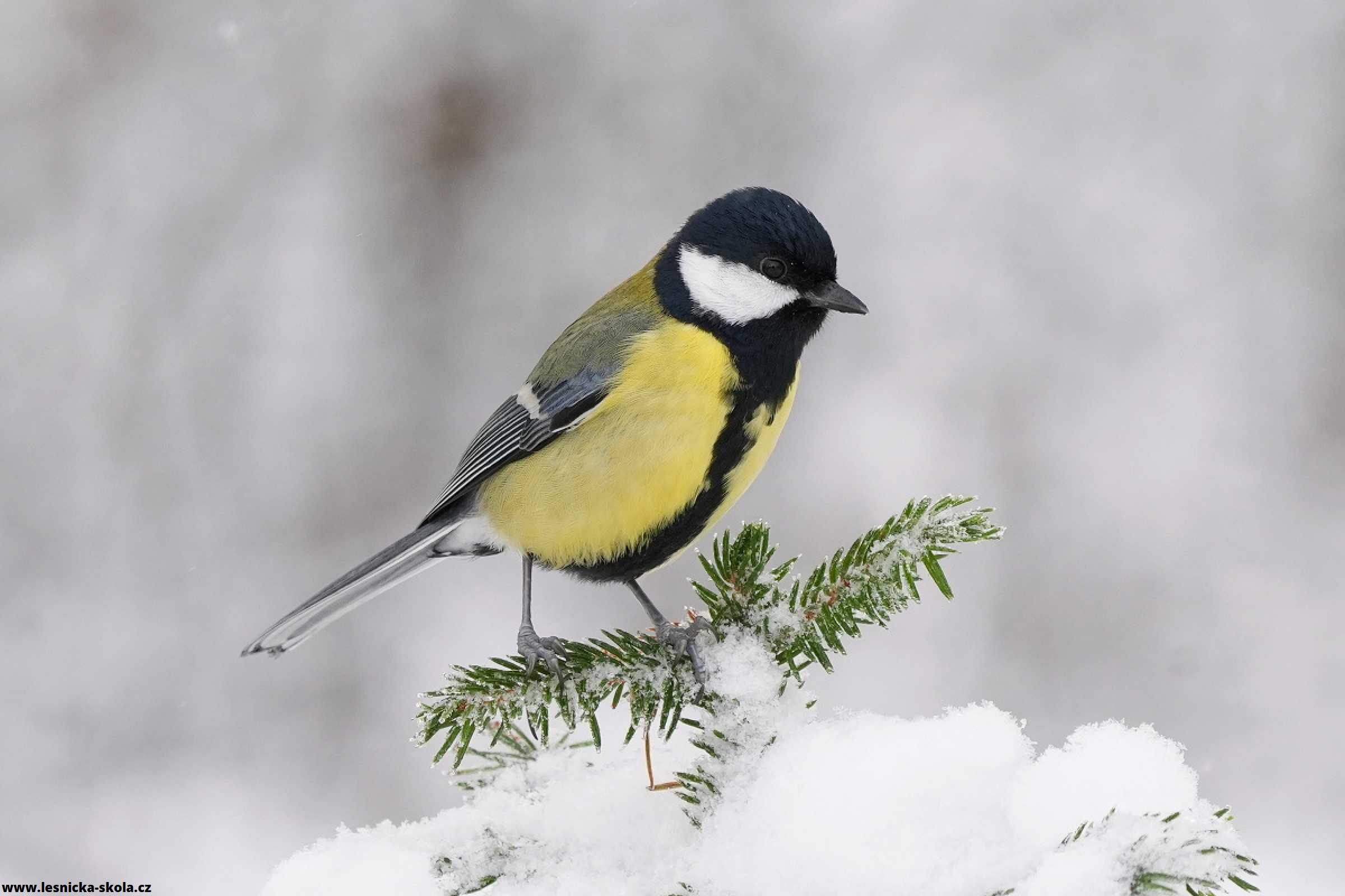 Sýkora koňadra -  Parus major - Foto Irena Wenischová 0223 (1)