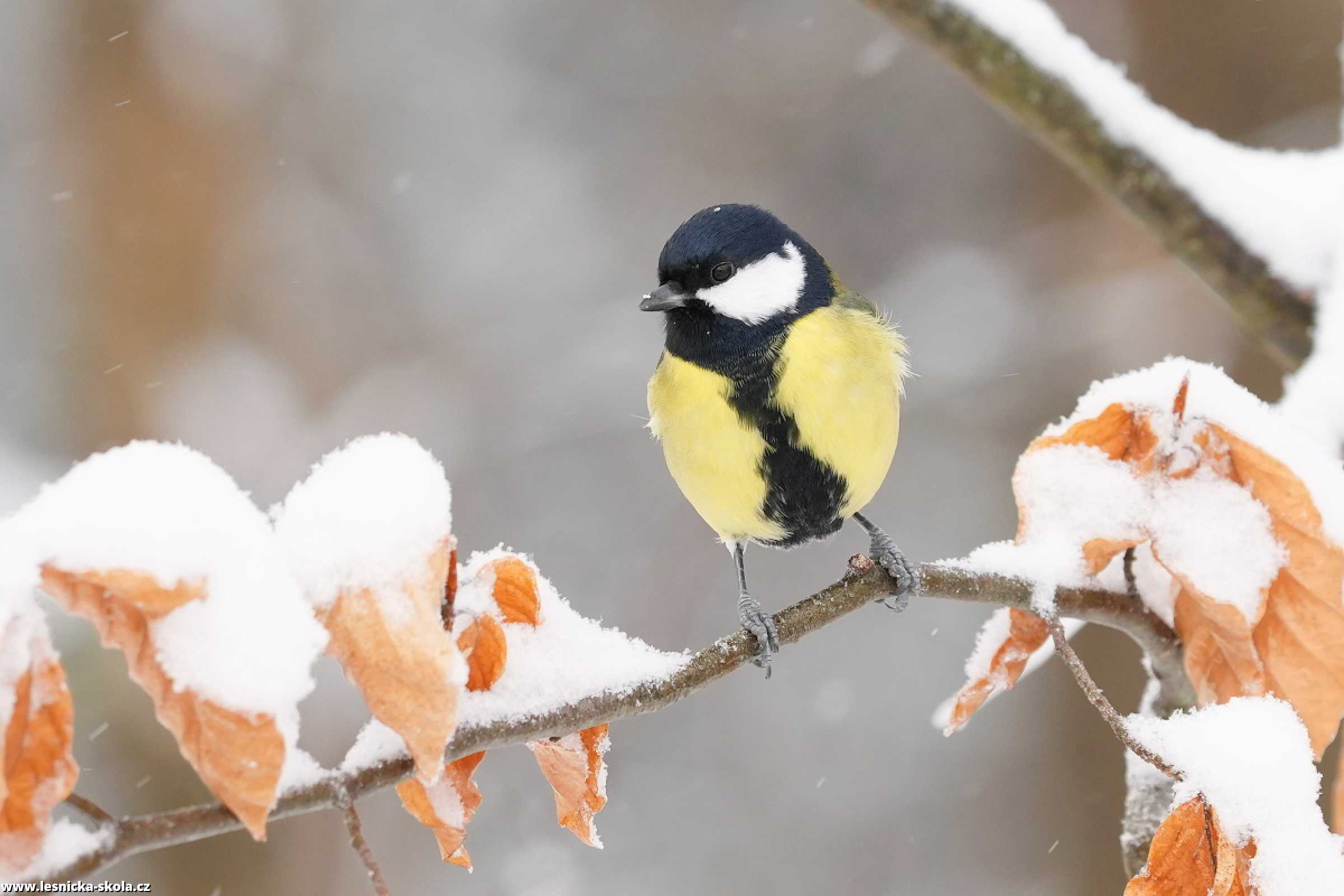 Sýkora koňadra -  Parus major - Foto Irena Wenischová 0223 (2)