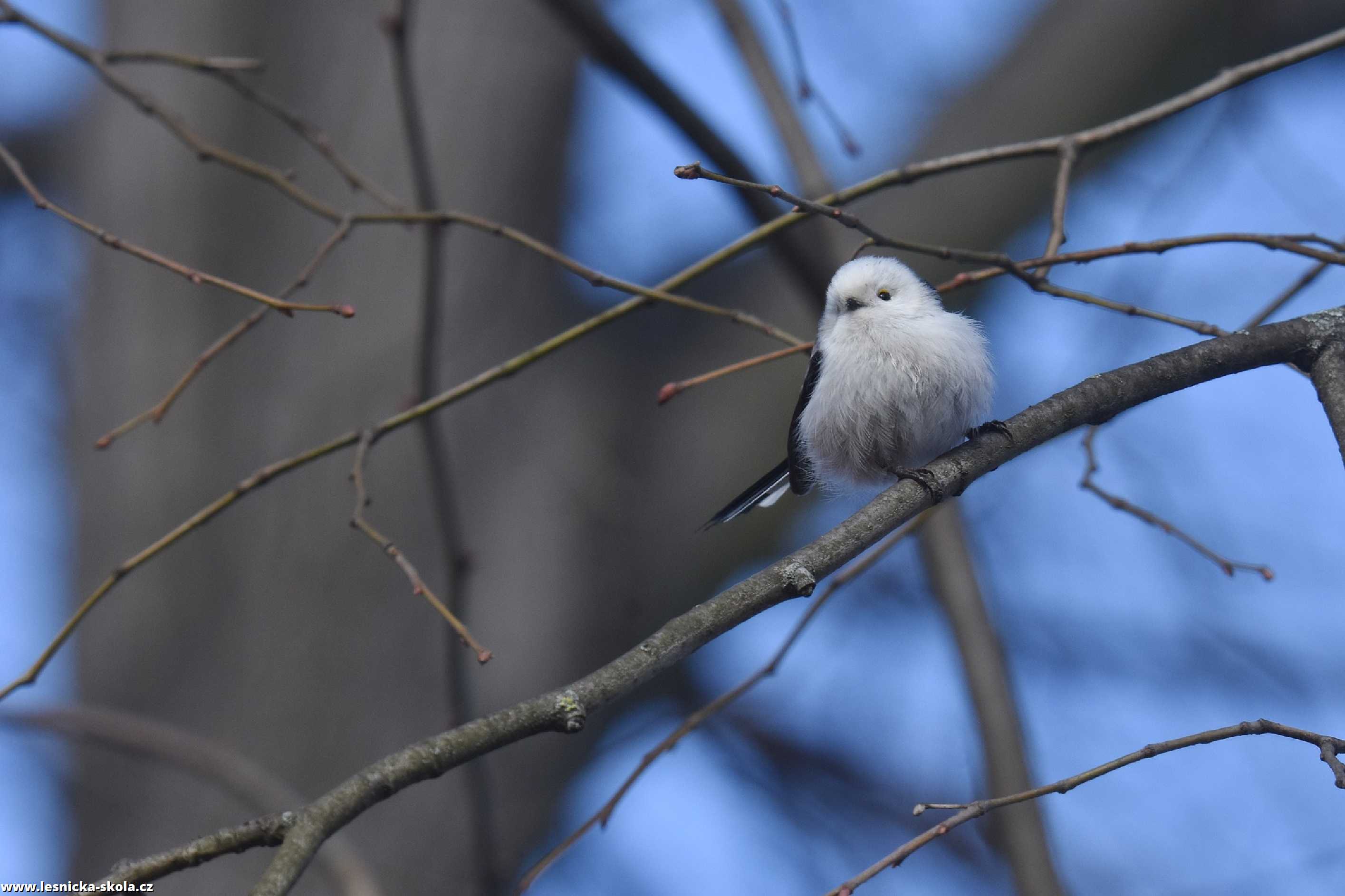 Mlynařík dlouhoocasý - Aegithalos caudatus - Foto Marie Vykydalová 0223