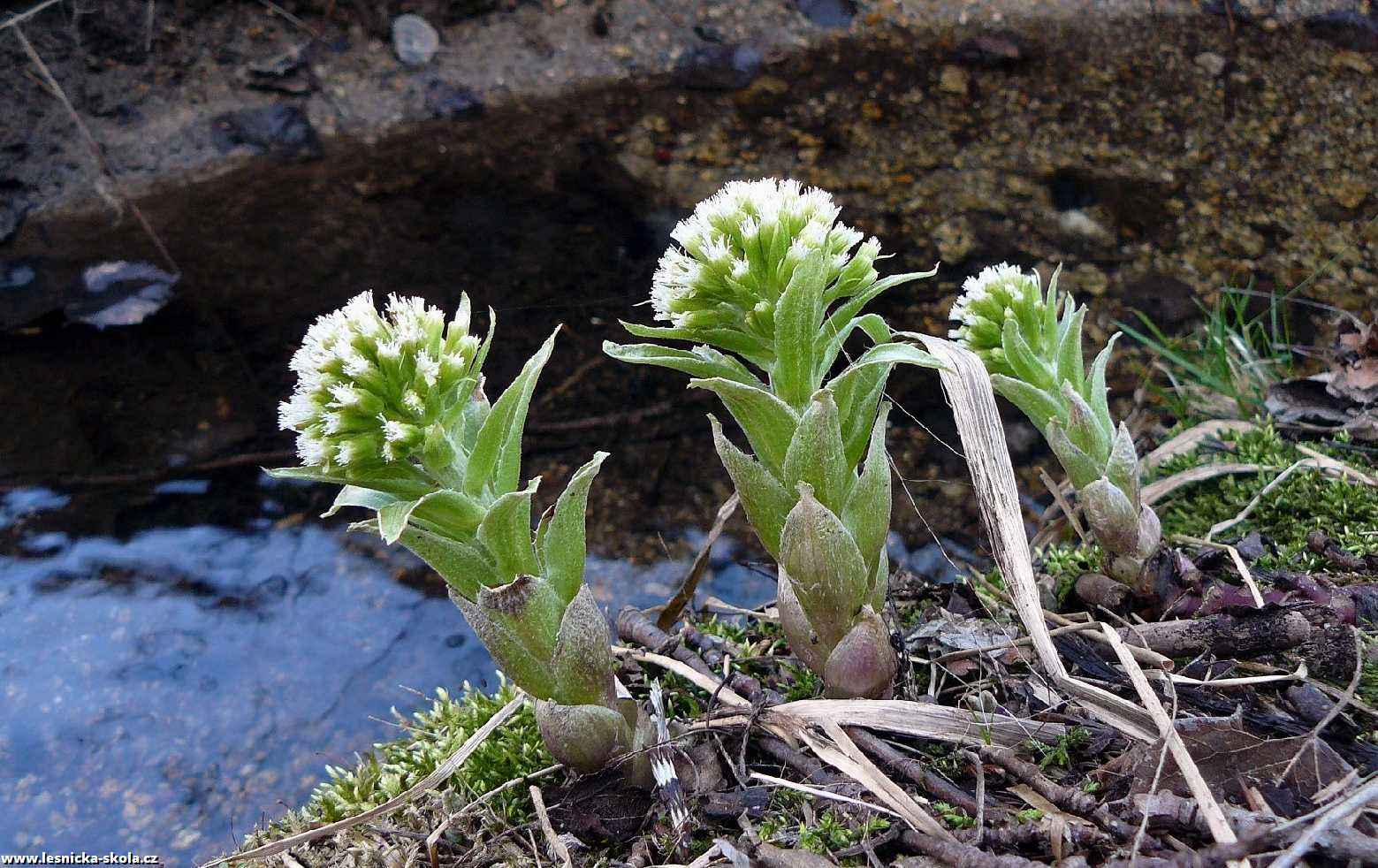 Devětsil bílý - Petasites albus - Foto Pavel Stančík 0223