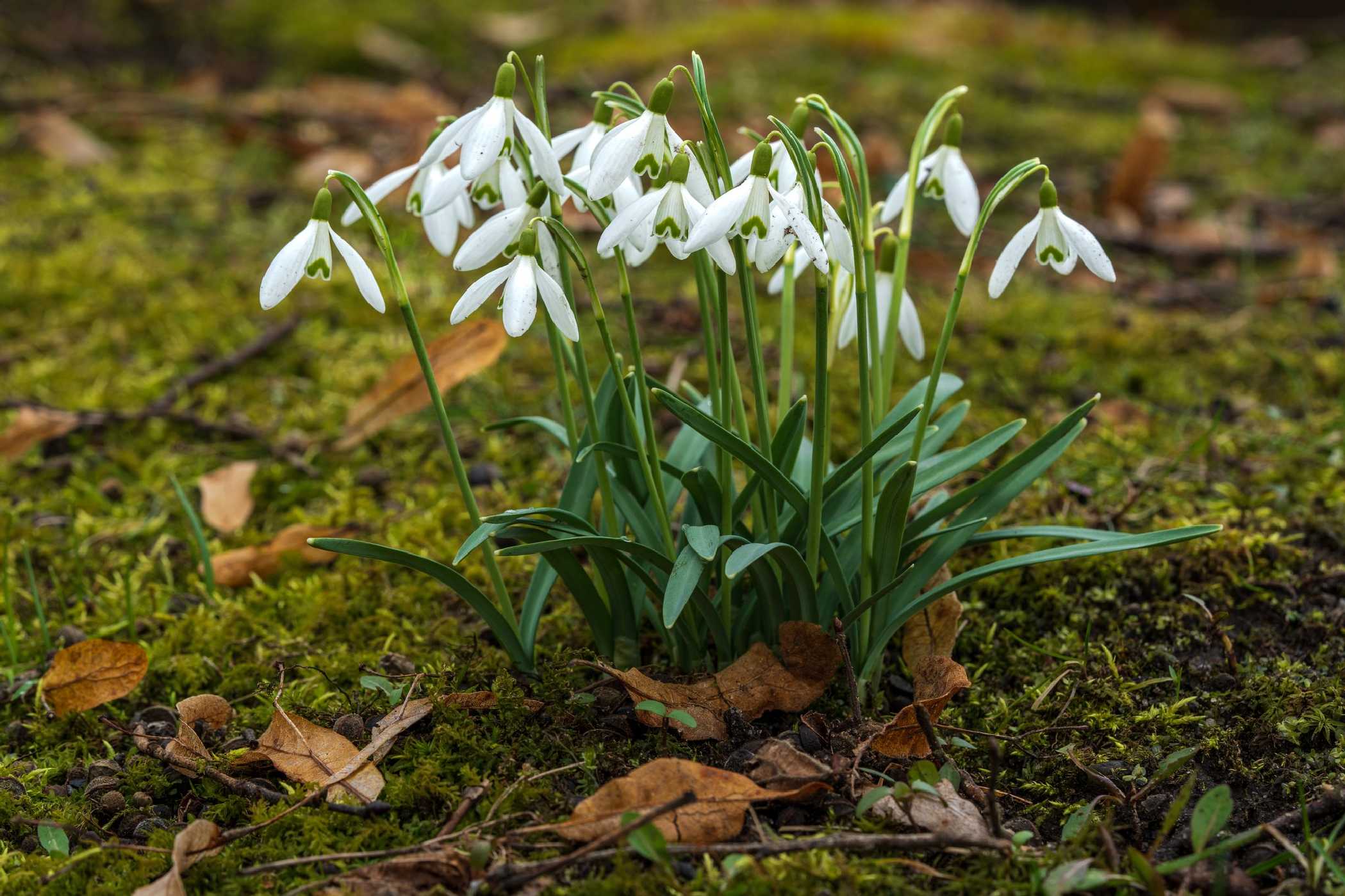 Sněženka podsněžník - Foto Petr Germanič 0223