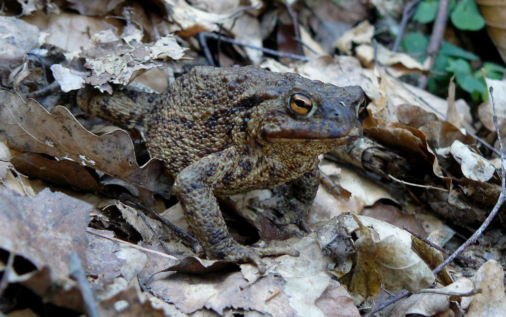 Ropucha obecná - Bufo bufo - Foto Pavel Stančík 0423