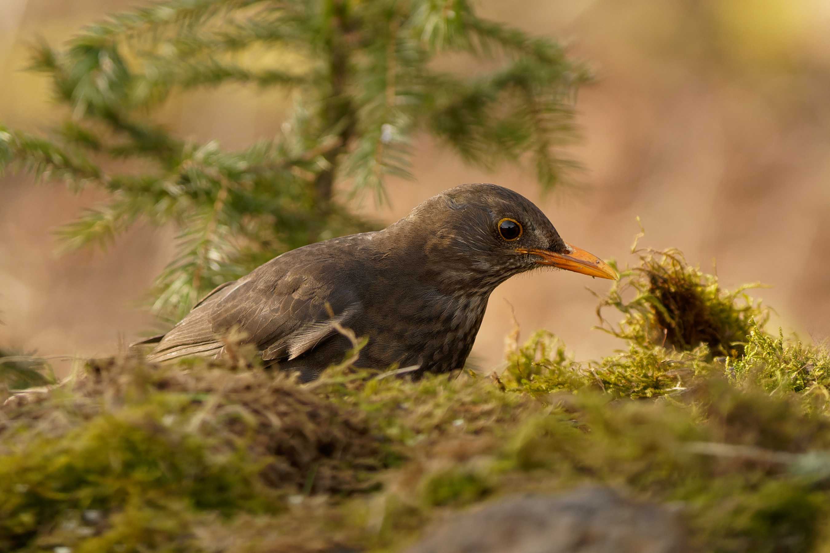 Kos černý - Turdus merula - Foto Irena Wenischová 0423 (2)