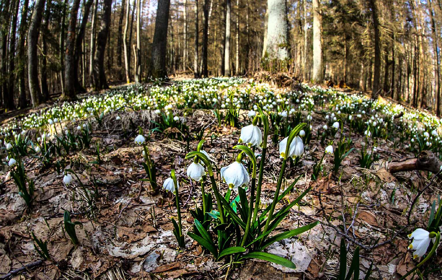 Bledule ve Vršovské olšině - Foto Ladislav Hanousek 0423 (1)