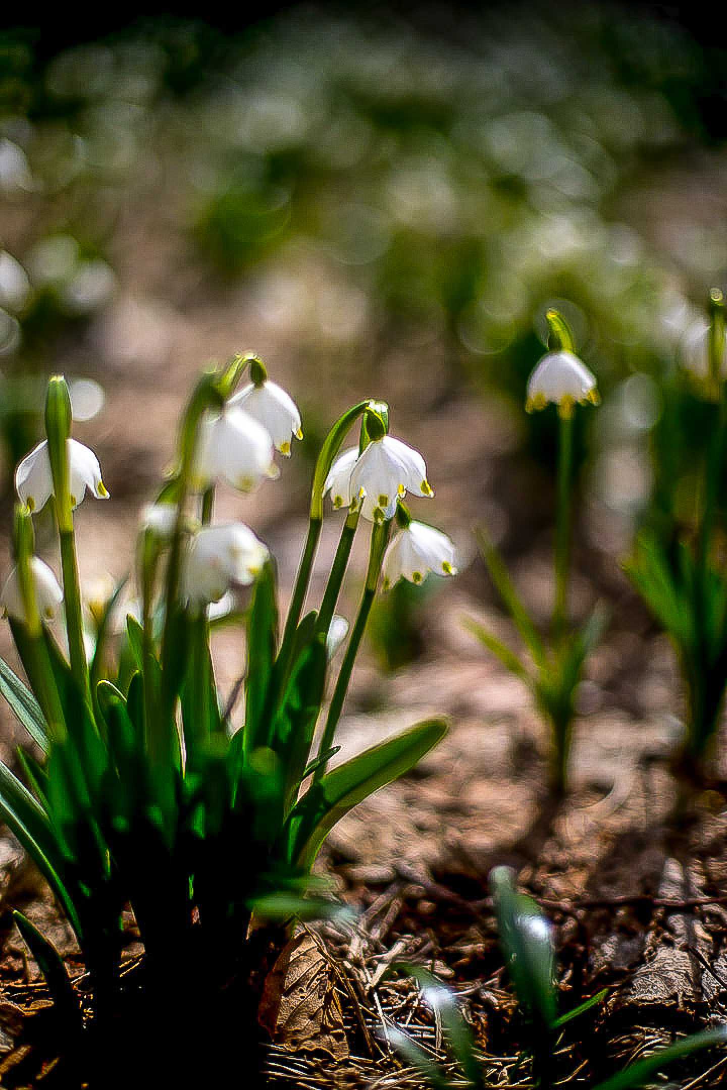 Bledule ve Vršovské olšině - Foto Ladislav Hanousek 0423 (2)