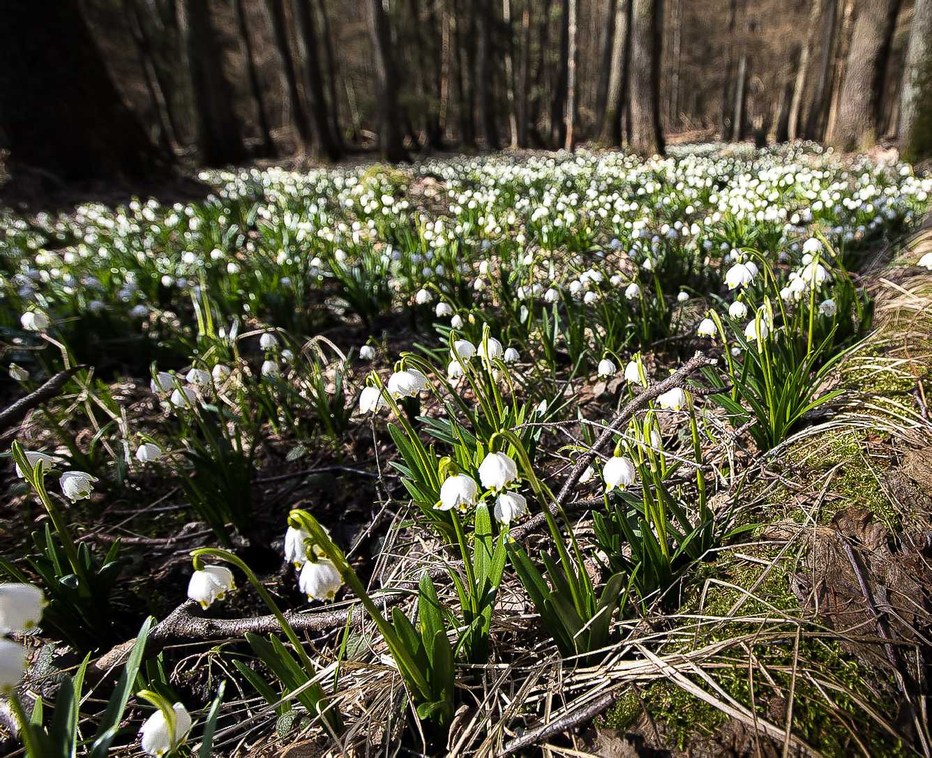 Bledule ve Vršovské olšině - Foto Ladislav Hanousek 0423 (3)