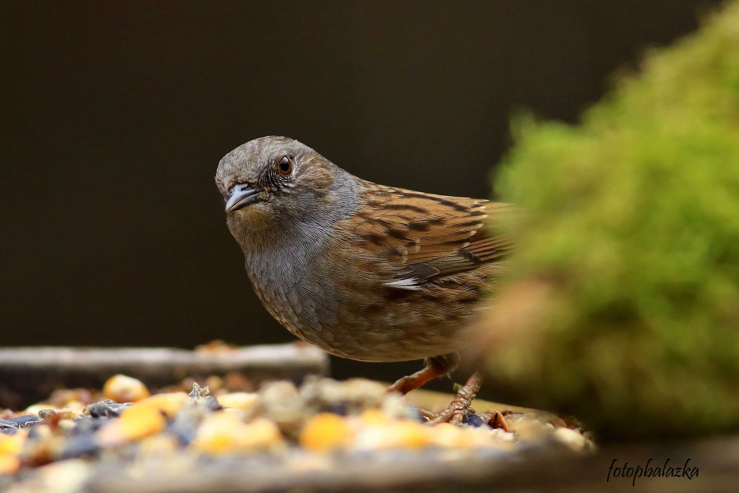 Pěvuška modrá - Prunella modularis - Foto Pavel Balazka 0223