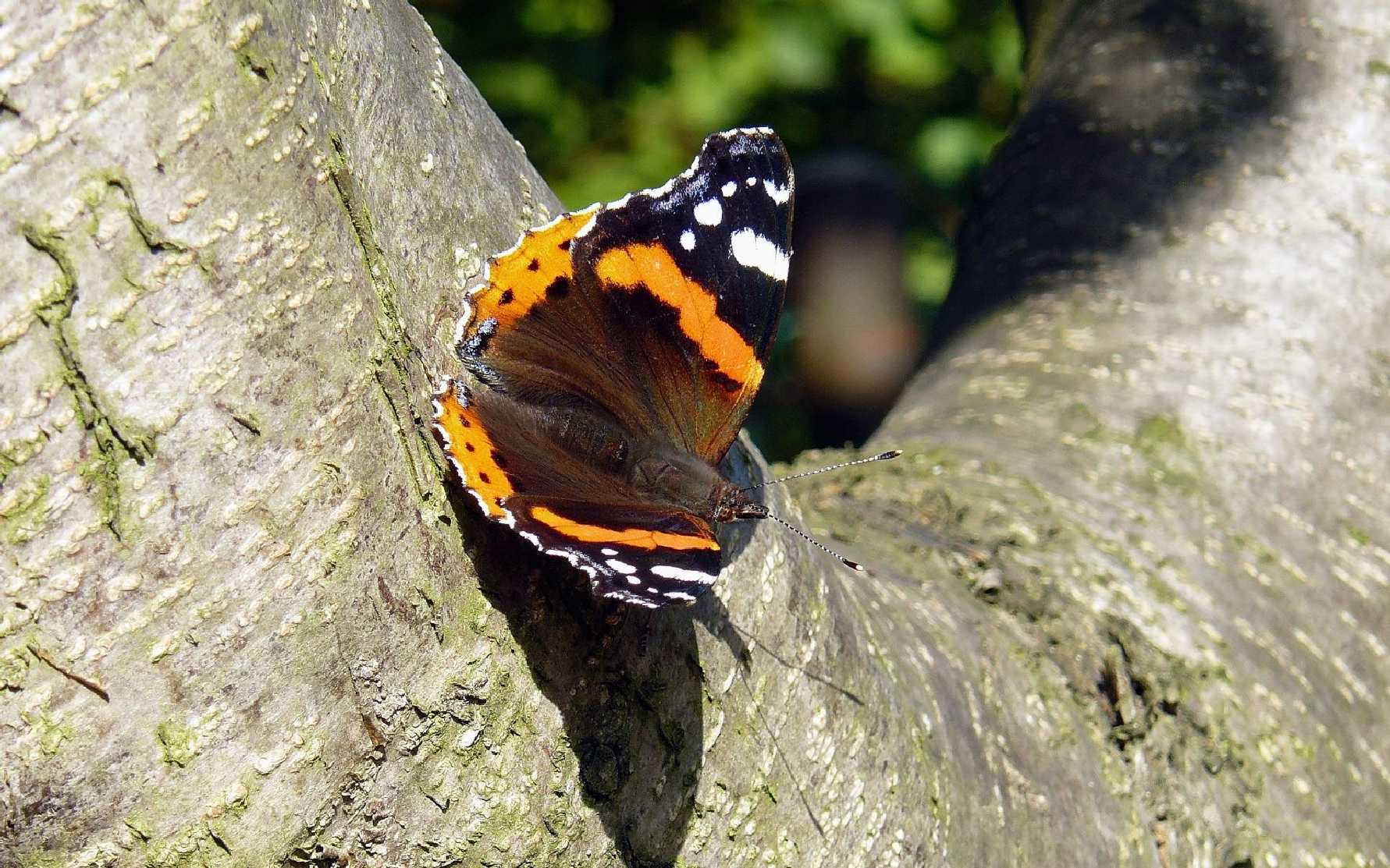 Babočka admirál - Foto Pavel Stančík 0523